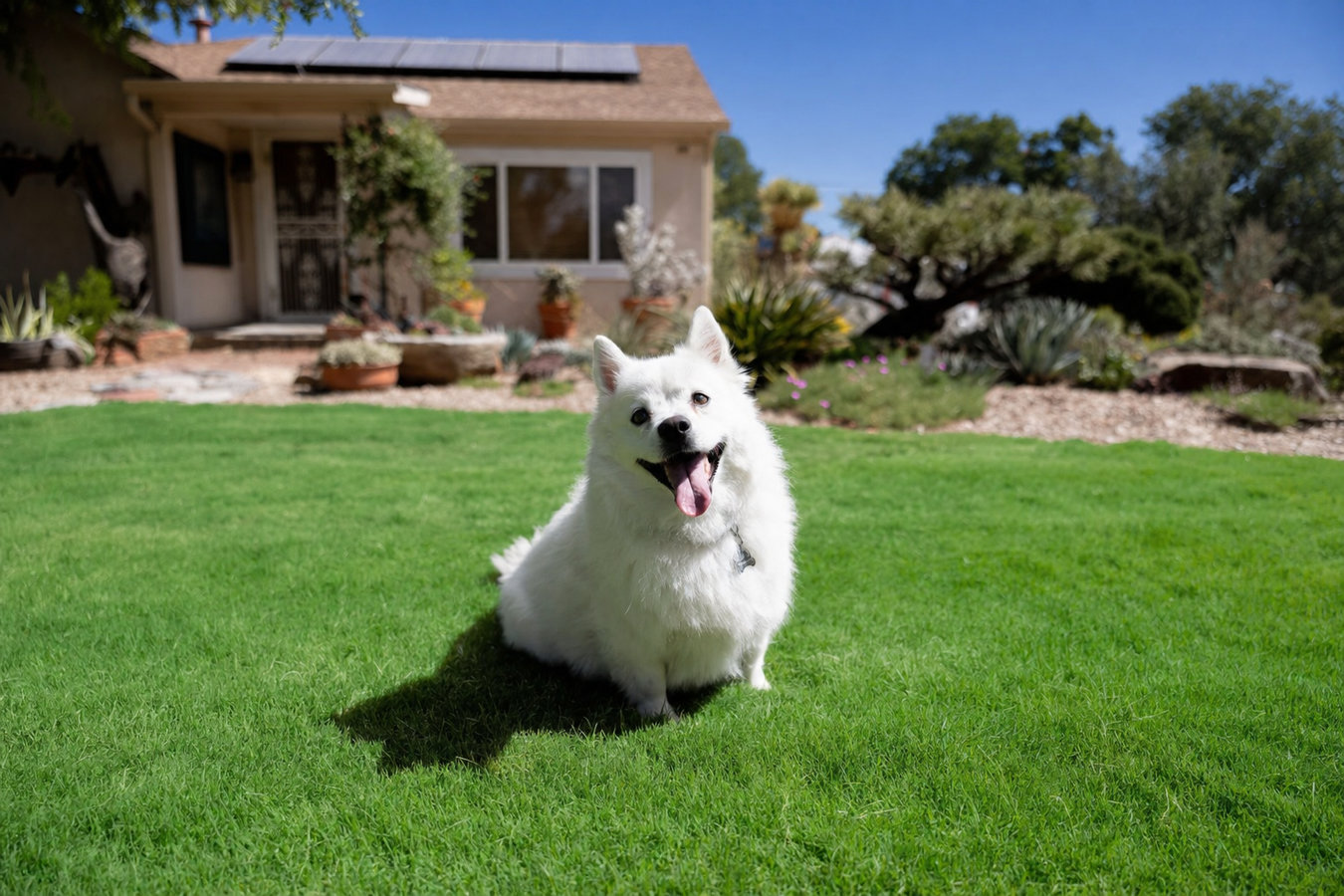 Pet-friendly turf in Odessa, TX